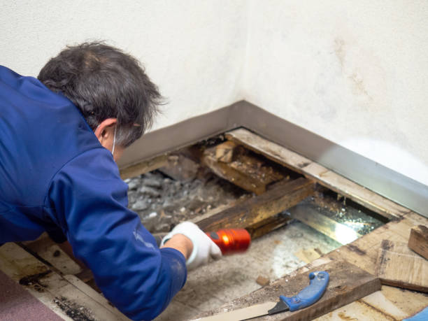 Best Local Mold Removal Service  in White Island Shores, MA