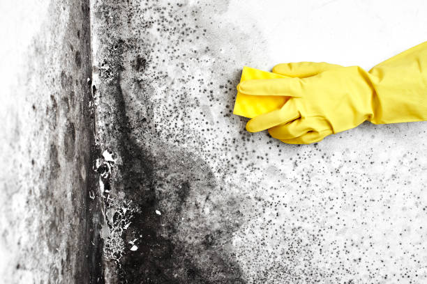 Best Emergency Mold Removal  in White Island Shores, MA