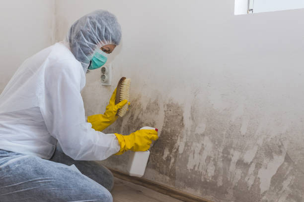 Crawl Space Mold Removal in White Island Shores, MA